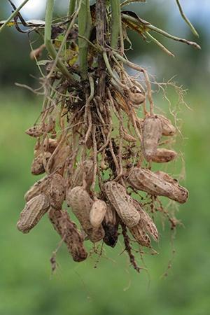 Orzacha podziemna tuż po wykopaniu. Fot. Daniel Barthelemy/PlantNet, CC BY-SA Orzacha podziemna tuż po wykopaniu.