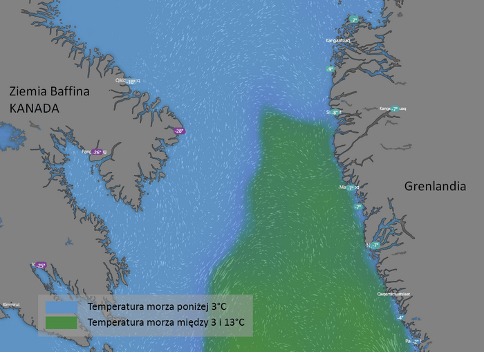 Temperatura wody w cieśninie Davisa, pomiędzy Kanadą i Grenlandią – na obszarach bytowania rekina polarnego. Dane: styczeń 2019, za Windy.com Temperatura wody