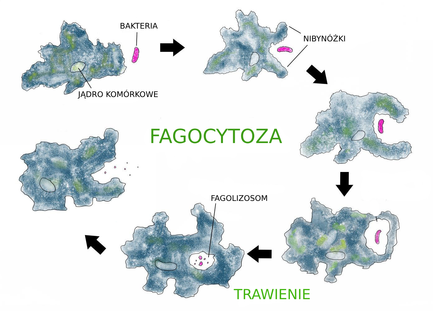 infografika DNA